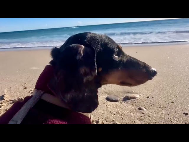 A YEAR WITH THEO THE MINI DACHSHUND