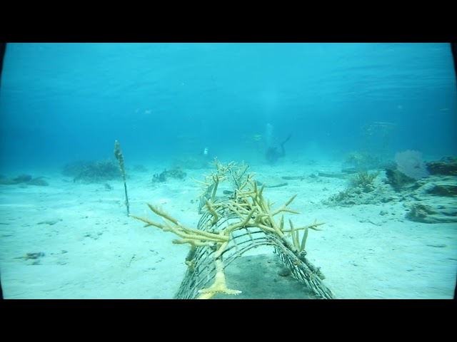 Building a Coral Reef off Culebra