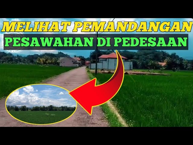 MELIHAT PEMANDANGAN PESAWAHAN DI PEDESAAN⁉️HIJAU SEKALI #pesawahan @jangsinchannel