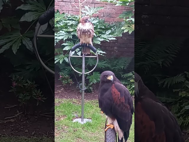 HARRIS HAWK AND RED TAILED HAWK!