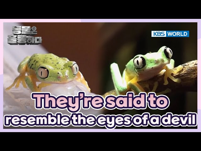 A somewhat suspicious creature🐸 [Animals Are Incredible : EP.6-3] | KBS WORLD TV 250205