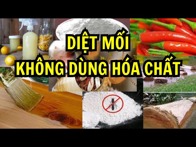 PHƯƠNG PHÁP DIỆT MỐI TỰ NHIÊN MÀ KHÔNG CẦN DÙNG ĐẾN HÓA CHẤT | DIỆT MỐI