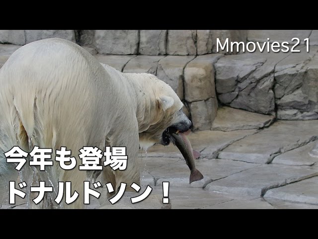 Take the Donaldson Trout!Polar Bear 特大ニジマス「ドナルドソン」をゲット