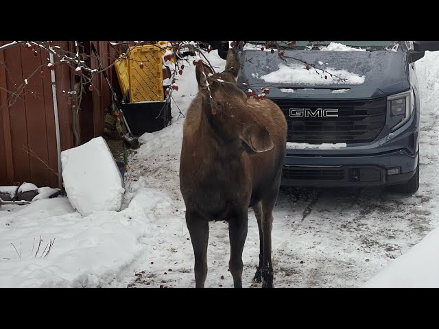 Finally Plowing Again.