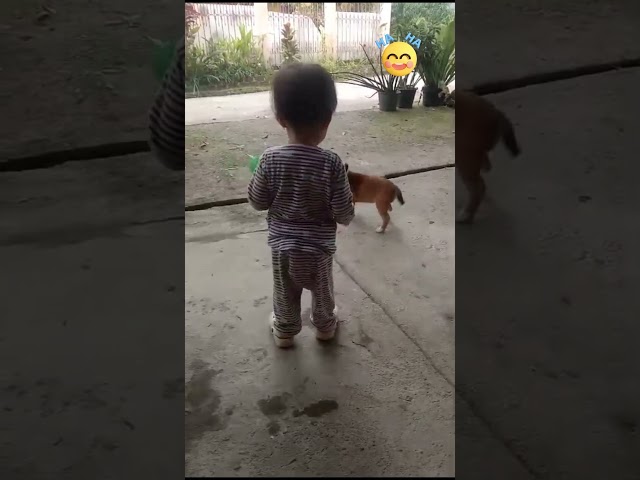 "Funny Moments : The puppy wants to play but the child doesn't want to #short #funny #pets