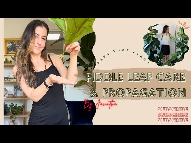 Fiddle Leaf Fig Growth & Care: How to Propagate Ficus Lyrata & Common Fiddle Leaf Tree Issues🌿