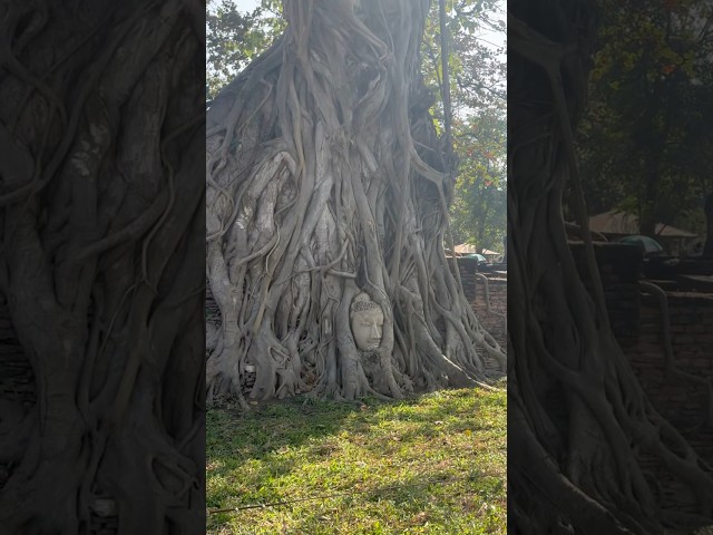 Unseen Thailand… 600 years old Temple. #amazingthailand #buddha #oldcity #follow