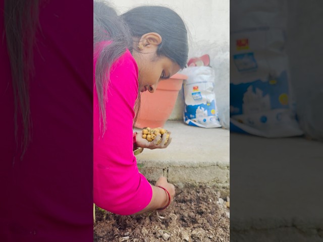 🥔 Harvesting of potatoes planted for the second time 😀 #minivlog #shorts