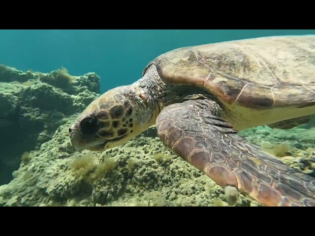 Incredible Loggerhead turtle in Paphos Harbour, Cyprus!