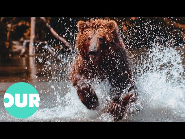 Bears Fishing During The Salmon Run | Our World