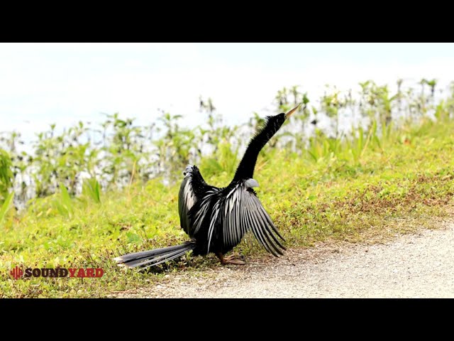 Anhinga Drying Its Wings | Stunning Wildlife Moment Captured