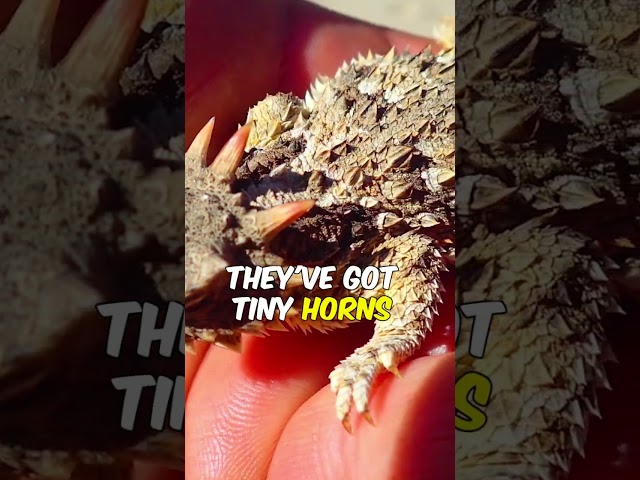 Meet the Horned Lizard: Masters of Disguise and #amazingfacts #didyouknow  #factsdaily #interesting