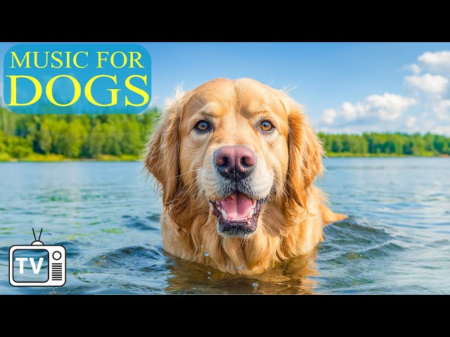 Anti-Anxiety with Calming Music For Dog & Dog TV: Videos to Entertain & Chill Dog Out with Music