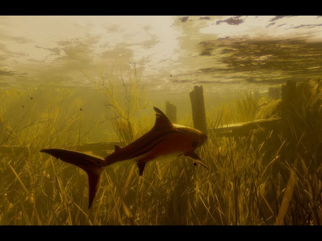 Maneater (PS5) 🦈 1 - Baby Shark | No commentary, 4K HDR 60FPS