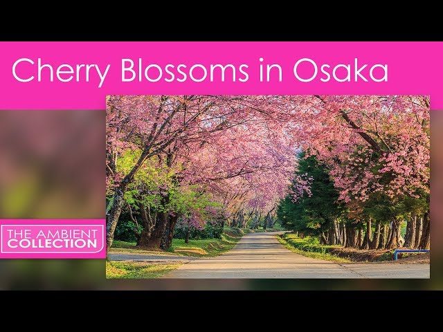 Treadmill Walk - Cherry Blossom - Sakura - Osaka - Japan - チェリーブロッサムウォーク