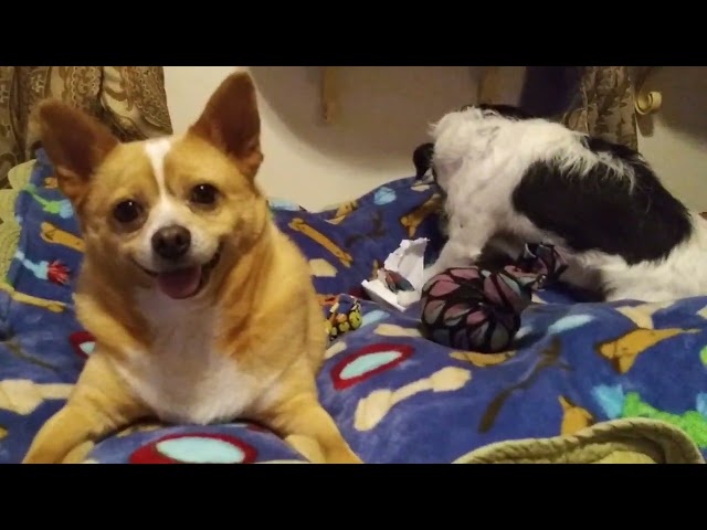 our doggies opening gifts