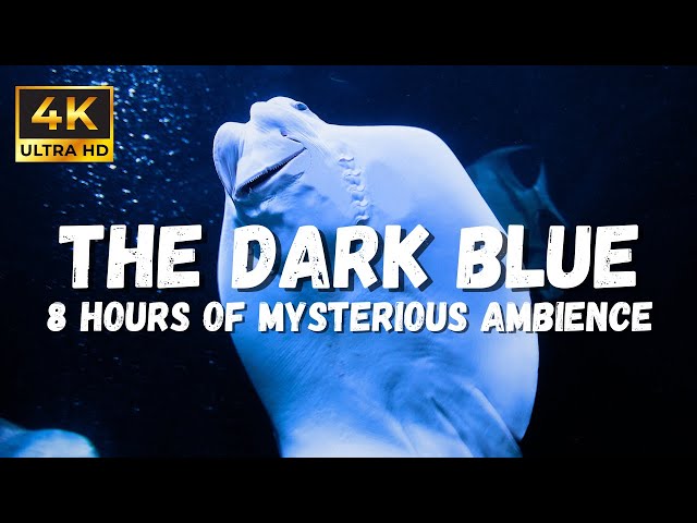 Immersive 4k Aquarium Asmr In Beautiful Dark Blue Waters