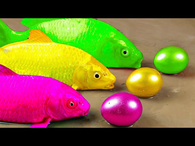 Pink Koi fish pool, Catfish trap turtles | Crocodile Carp Fishing Stop Motion ASMR Compilation