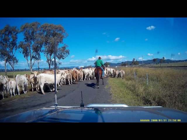 Cattle droving Denman NSW Australia