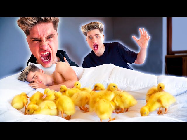 TWIN BROTHER WAKES UP WITH DUCKS PRANK | MARTINEZ TWINS