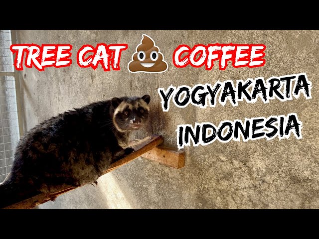 Yogyakarta, Indonesia - Tree Cat Poop Coffee, Borobudur Temple, Malioboro Street