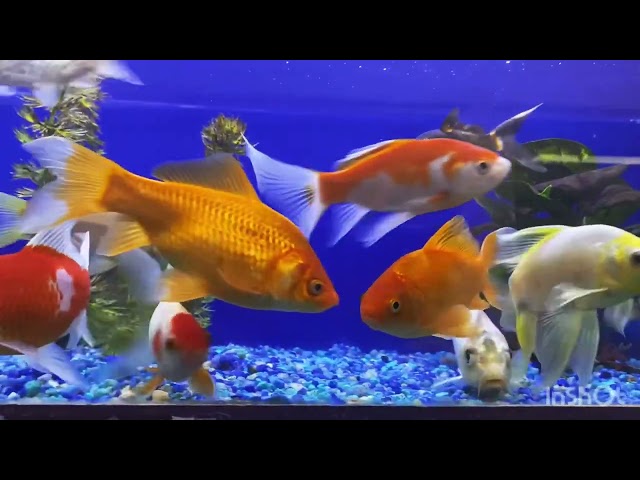 #fish #aquarium #goldenfish #guppy #trending