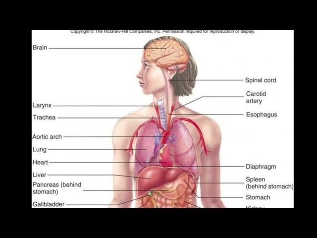 Human body part name #shortsvideo #shortsvideo #viralvideo #trending #trend