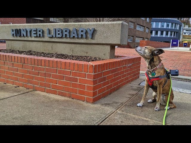 Dog's Eye View 360° Library Tour: CMC