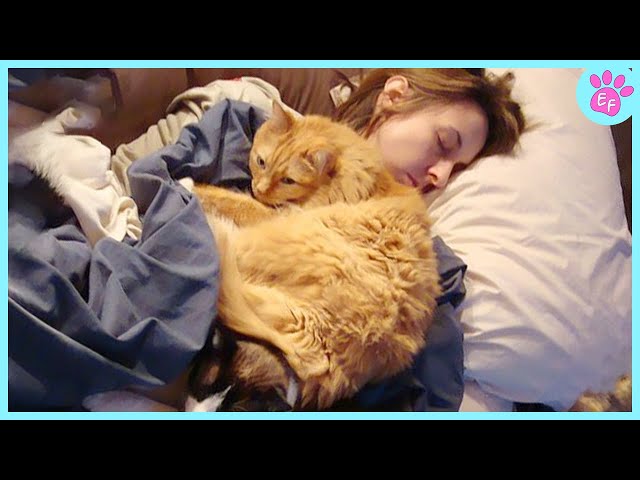 When Your Cat Is not Your Pet! 😸❤️ Cute Cat Videos 2024