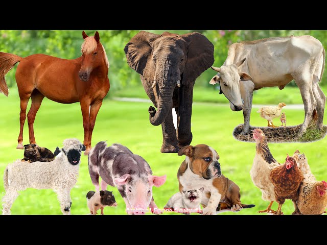 Farm Animal Sounds: Horse, Elephant, Cow, Sheep, Pig, Dog, Cat, Chicken - Animal Videos