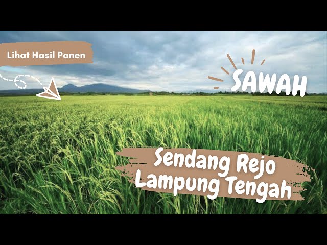 Serunya Motoran di Tengah Sawah Licin berlubang Makin Seru|| Main Ke Sawah Bapak