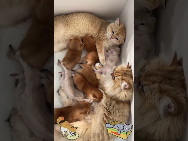 Mother cat and her cutest kittens 😻❤️🐾 #cat #cute #animals #shorts #kitten #cutecat #funnycats #fyp