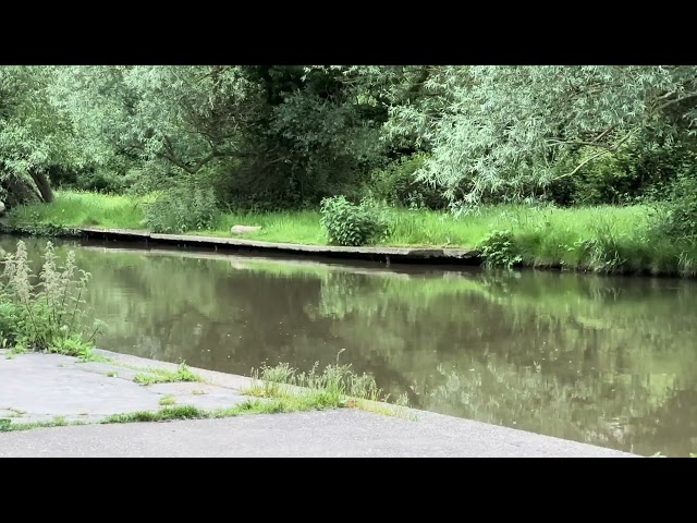 Cambridge UK ~ Calming Sounds of Morning Birdsong Flowing Water ~ Sheep's Green & Lammas Land #relax