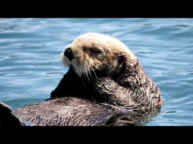 Sea Otter relaxing video-4k Nature (Ultra HD) | Nature's Sweet Tales.