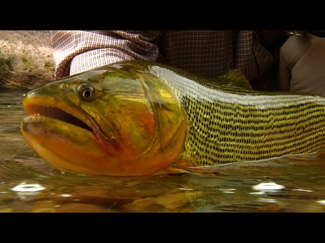 The RIO DORADO - Fly Fishing the Argentina BACKCOUNTRY- by Todd Moen