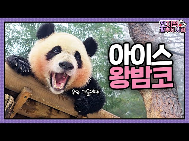 [Grandpa’s Perspective] ep.201 Ruihui's First Snow Play Ever 💕 | Panda World