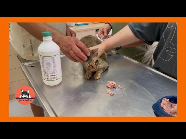 Rescued Cat Jessa is at the Vet