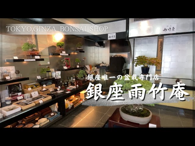 Introducing Ginza Uchiku-an - Bonsai specialty store in Ginza, Tokyo -