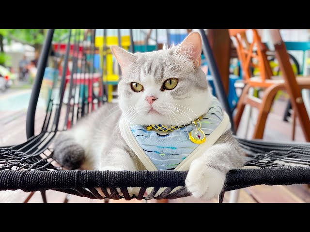 No More Nervous Cats with Soothing Melodies - ULTRA Music for The Cat's Daily Life, Video for Cats