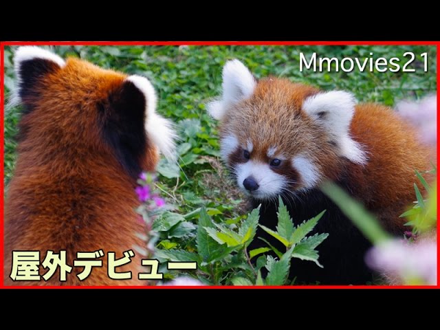 Outdoor debut 屋外デビュー 落ちてもすぐ登る赤ちゃんレッサーパンダ