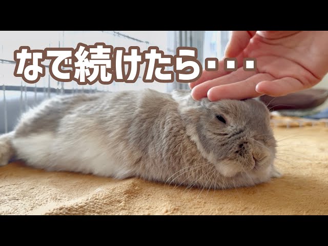 【癒し】うさぎのきなここのまま撫で続けたら…溶けました138話