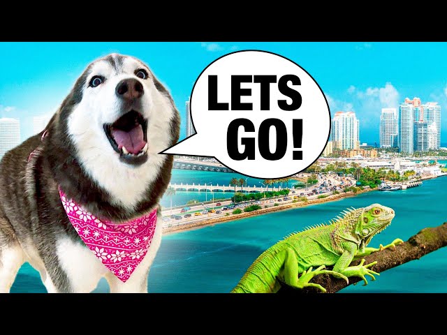 Day in My Life With My Talking Husky (VLOG)