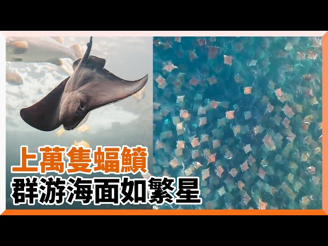 上萬隻蝠鱝群海洋悠游！ 生態奇觀宛如閃亮星星｜野生動物｜自然奇觀｜美國｜加利福尼亞州｜空拍機｜飛行傘｜動力傘