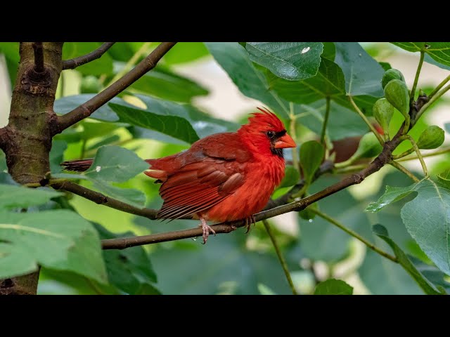 Birds in Backyard 2