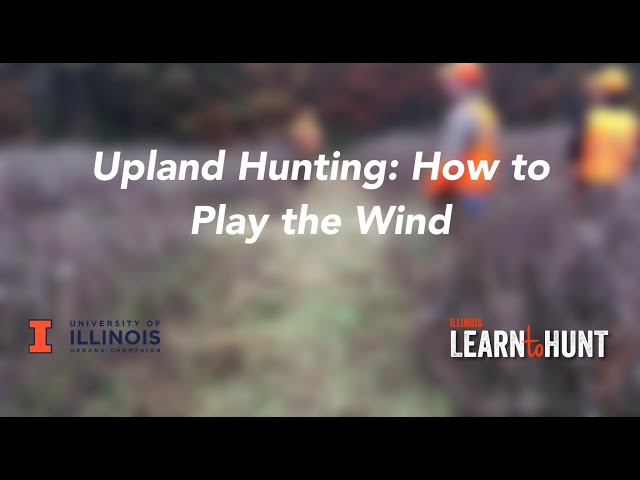 Upland Hunting: How to Play the Wind