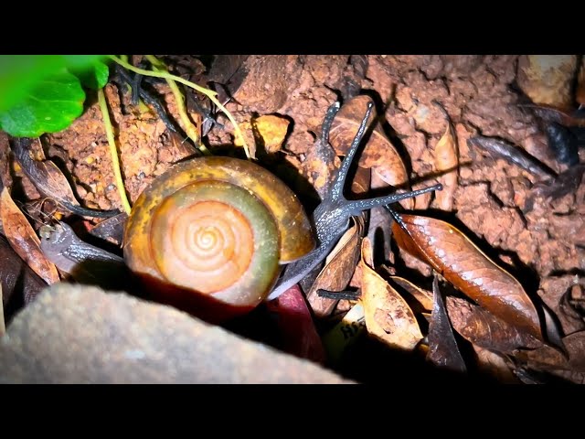 The Secret Lives of Snails #nature #animal #fyp