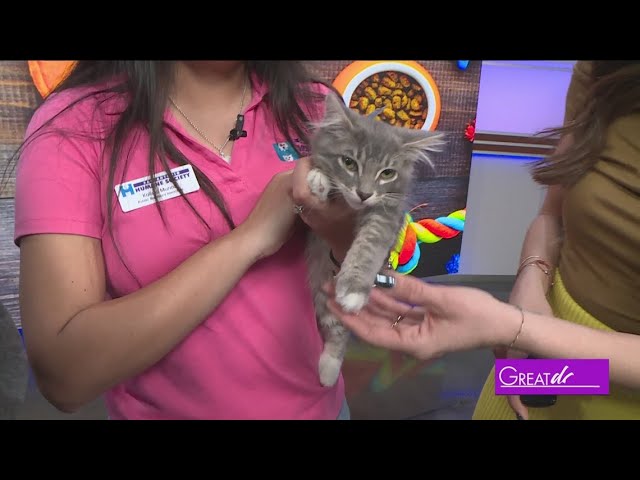 Adopt these cute kitties | Great Day SA