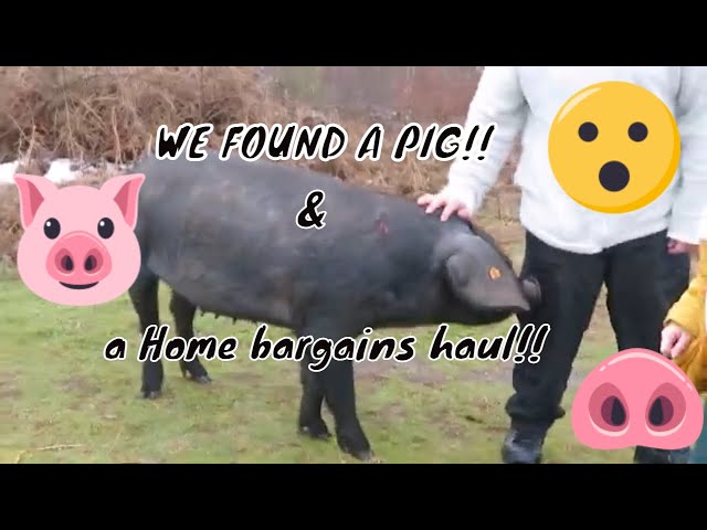 FINDING A PIG AND A RANDOM HOME BARGAINS HAUL!