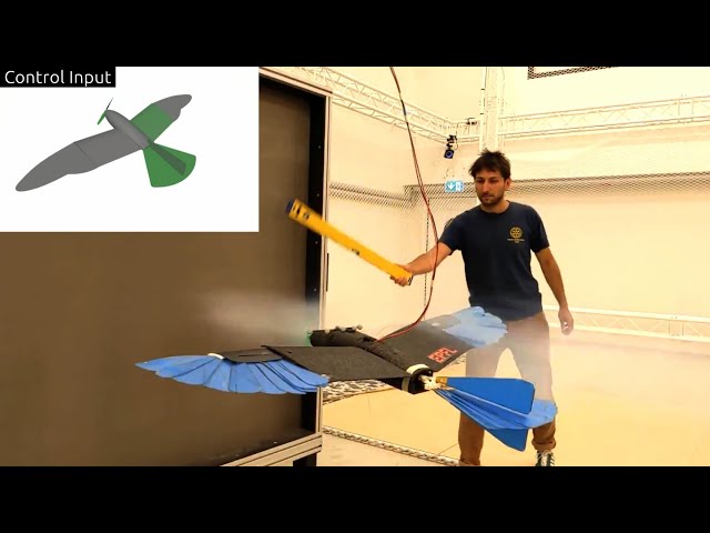 Adaptive morphing for stable, resilient, and energy-efficient flight of avian-informed drones