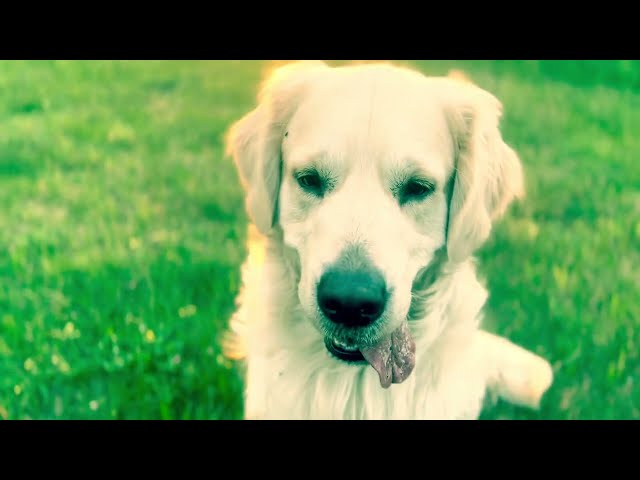 A day in the life of a Golden Retriever and Bernese Mountain Dog - przykładowy dzień Goldena i BPP.